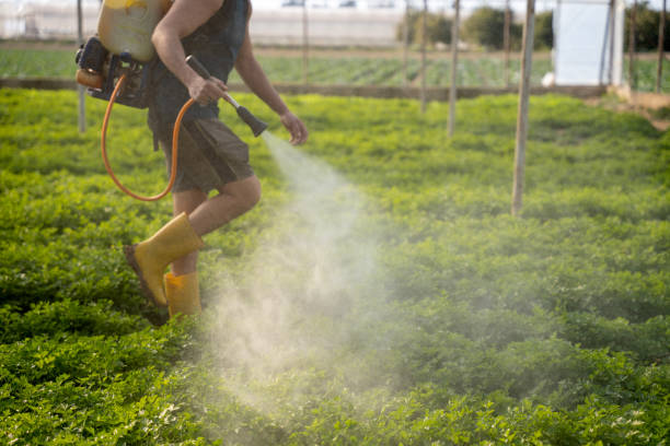 Best Pest Control for Homes  in Gulf Breeze, FL
